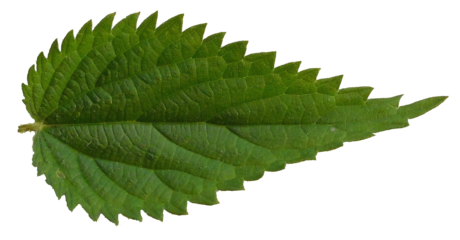 Sorci Feuille Ortie Menu 3