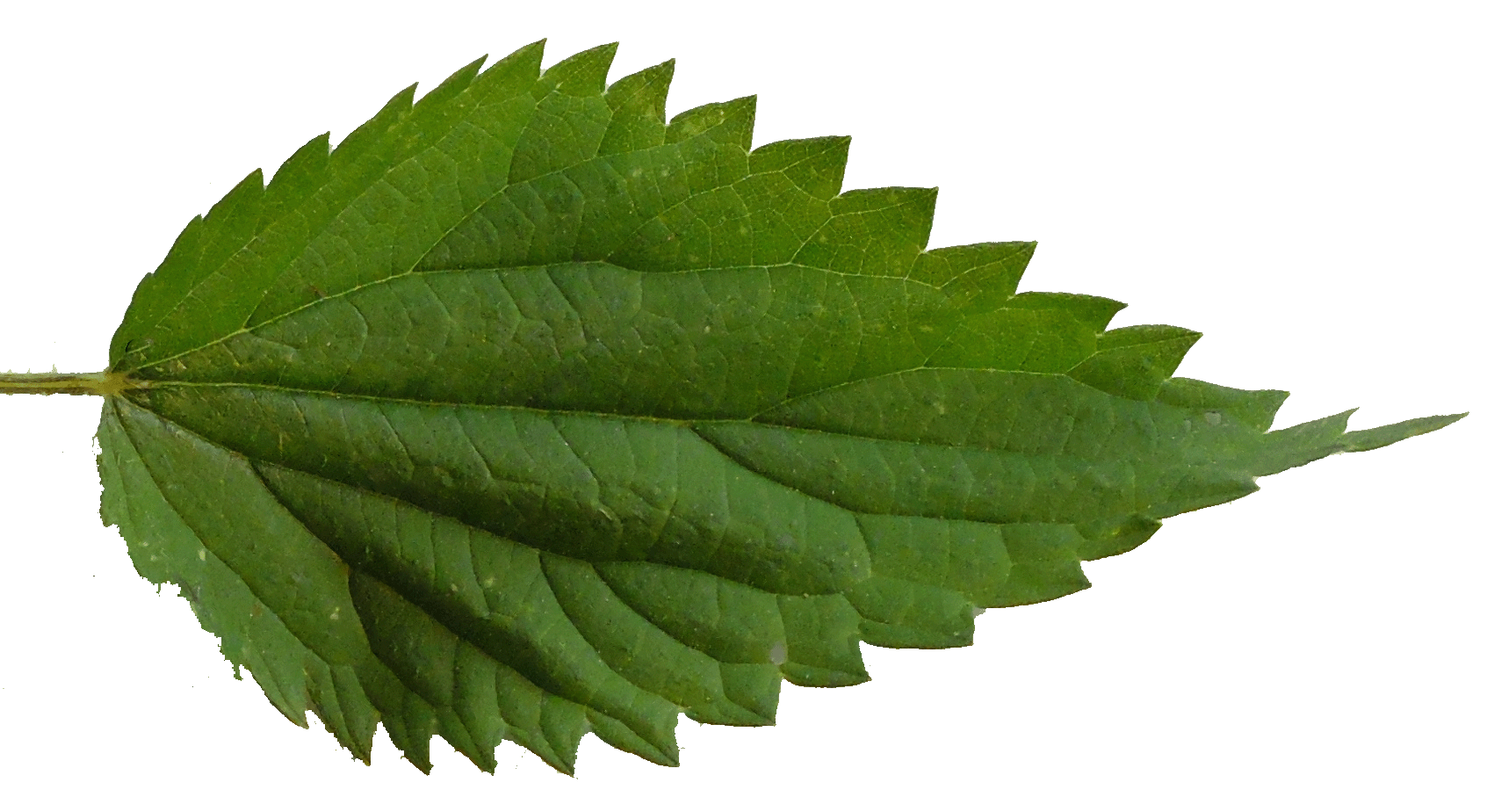 Sorci Feuille Ortie Menu 1