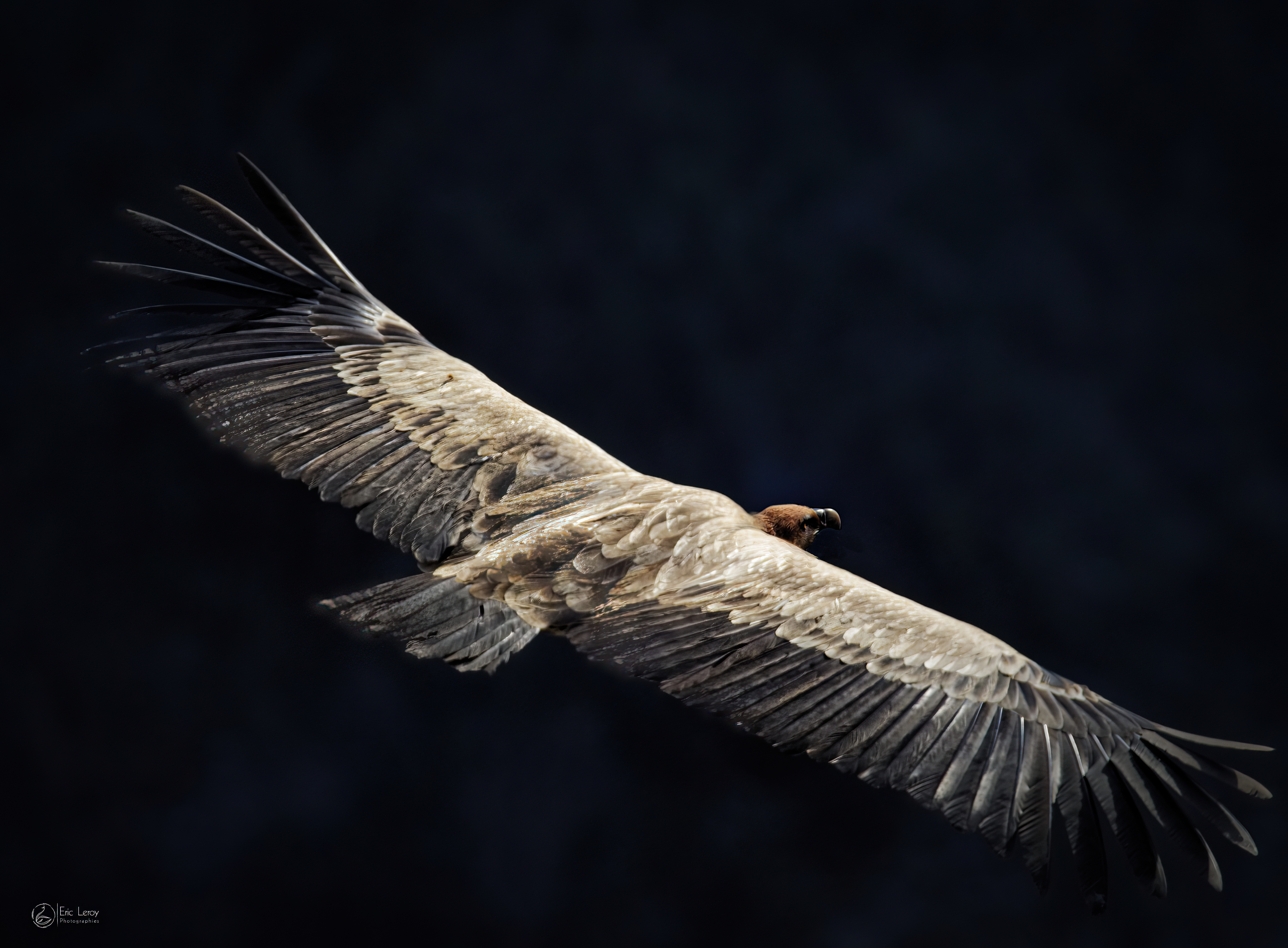Vautour 1 