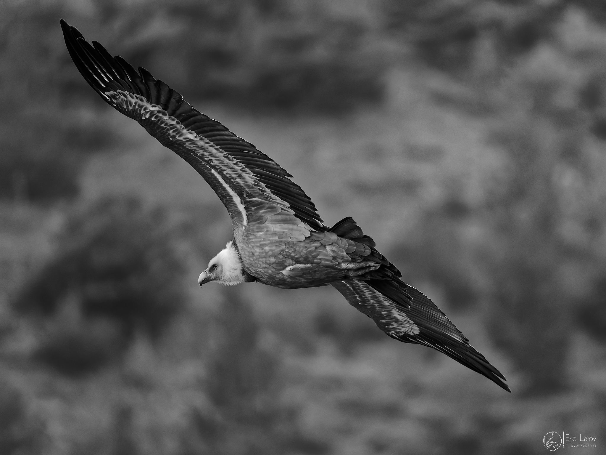 P1260743vautour