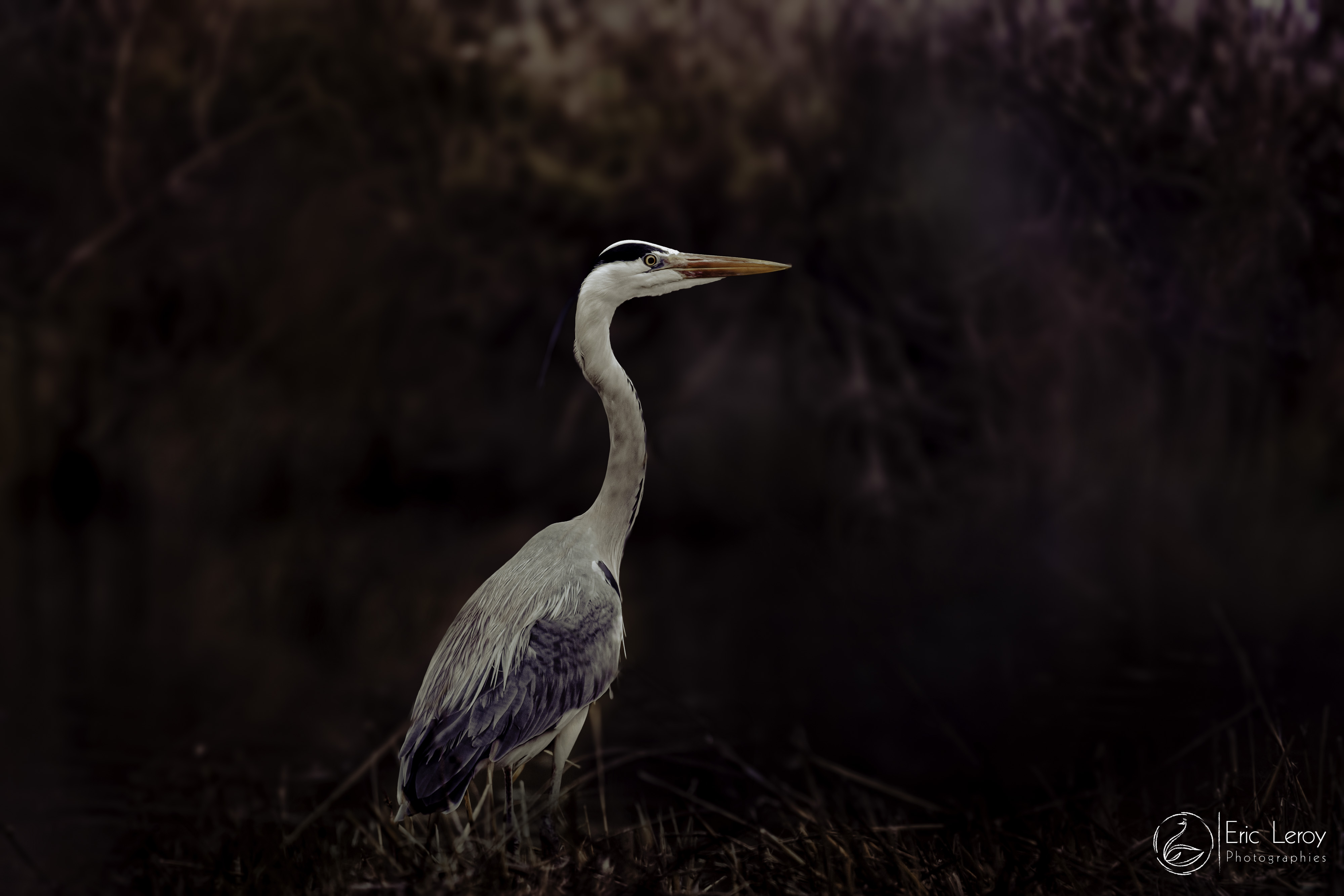 Dscf2178 dxo modifier