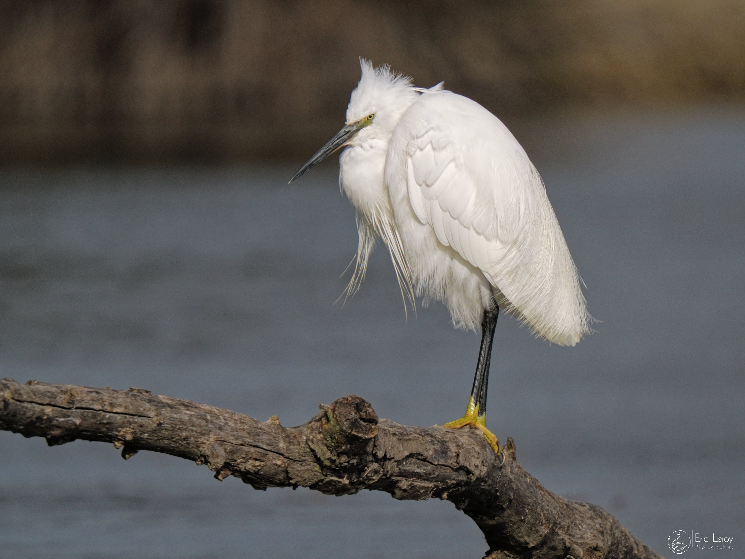 P2280645aigrette garzette