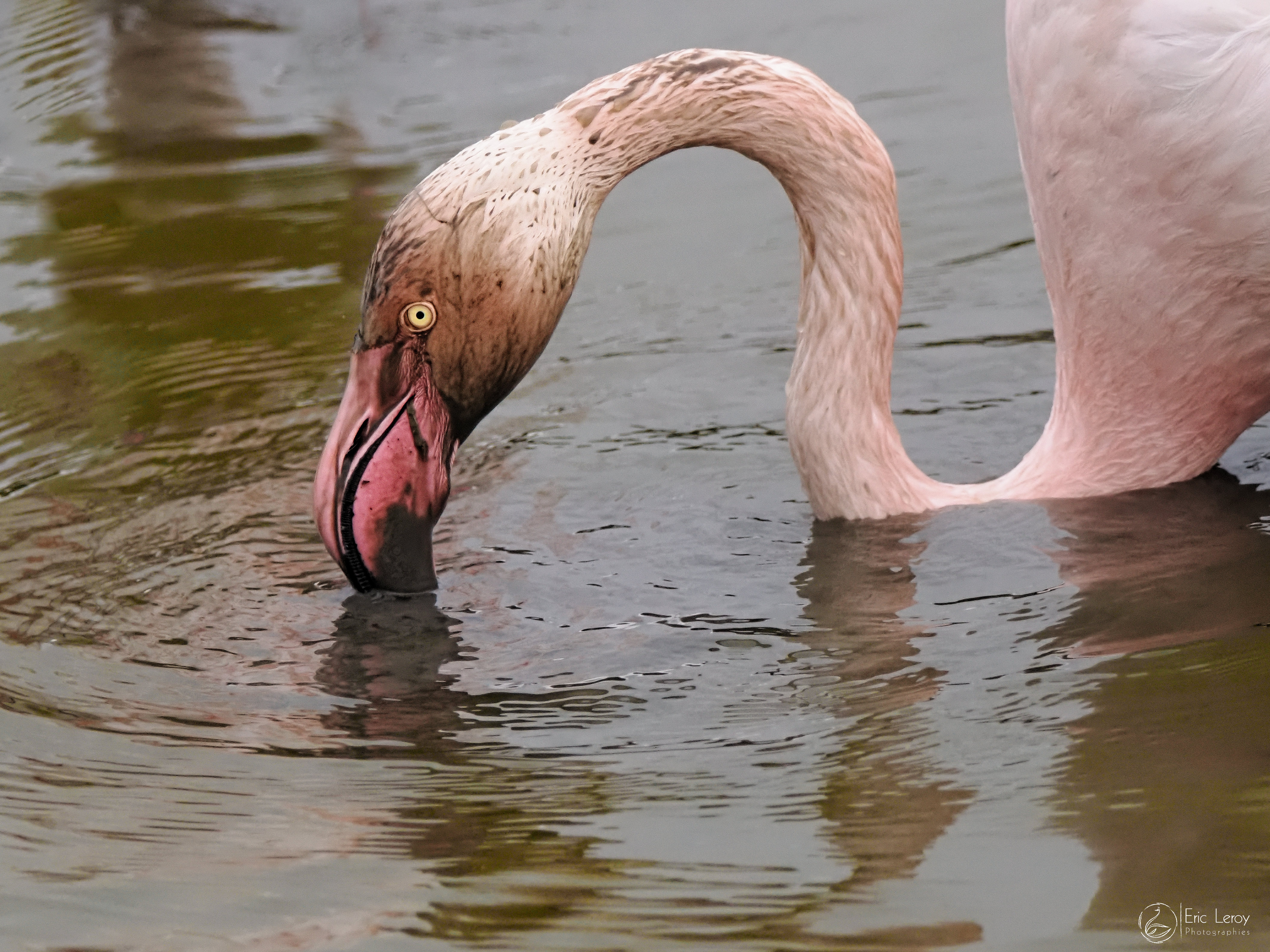 P1290554om1 mkii 150 600