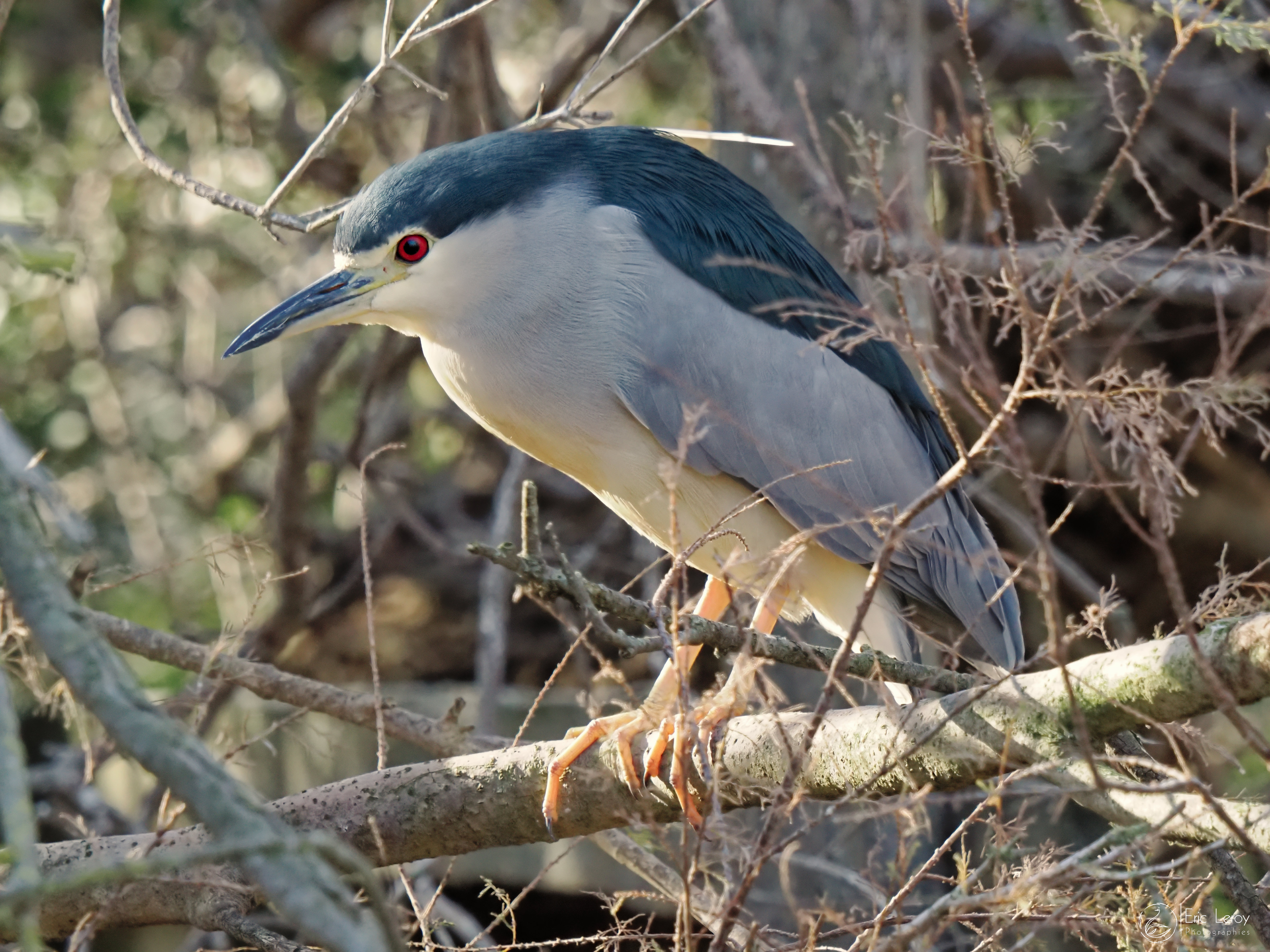 P1290008om1 mkii 150 600