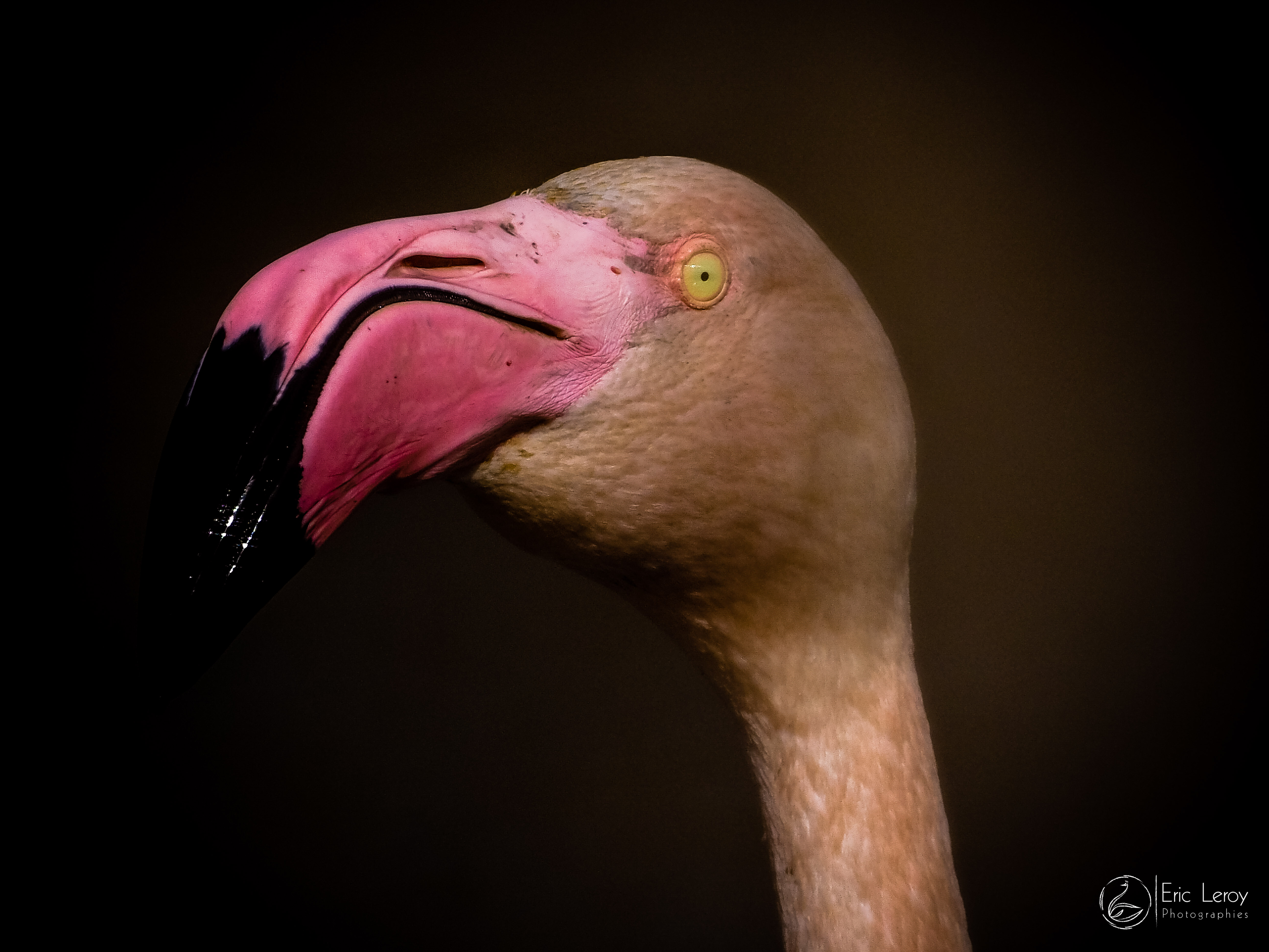 Flamant rose 3180728