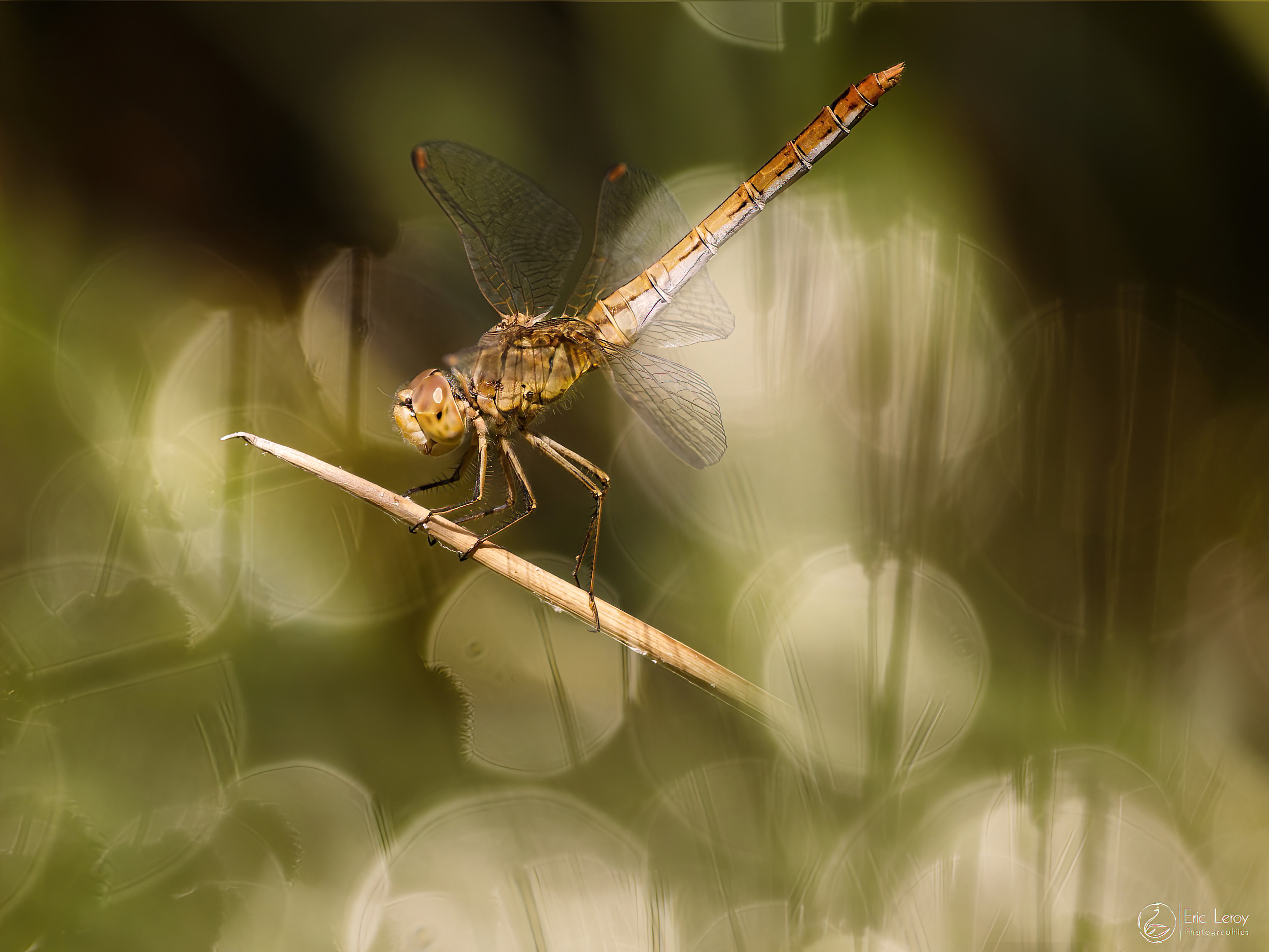 P9010069 dxofestival sai focus