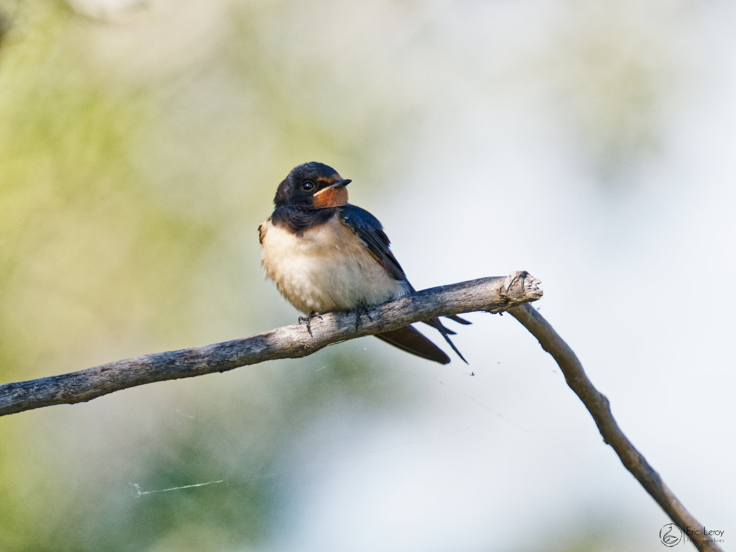 Hirondelles rustiques 1 