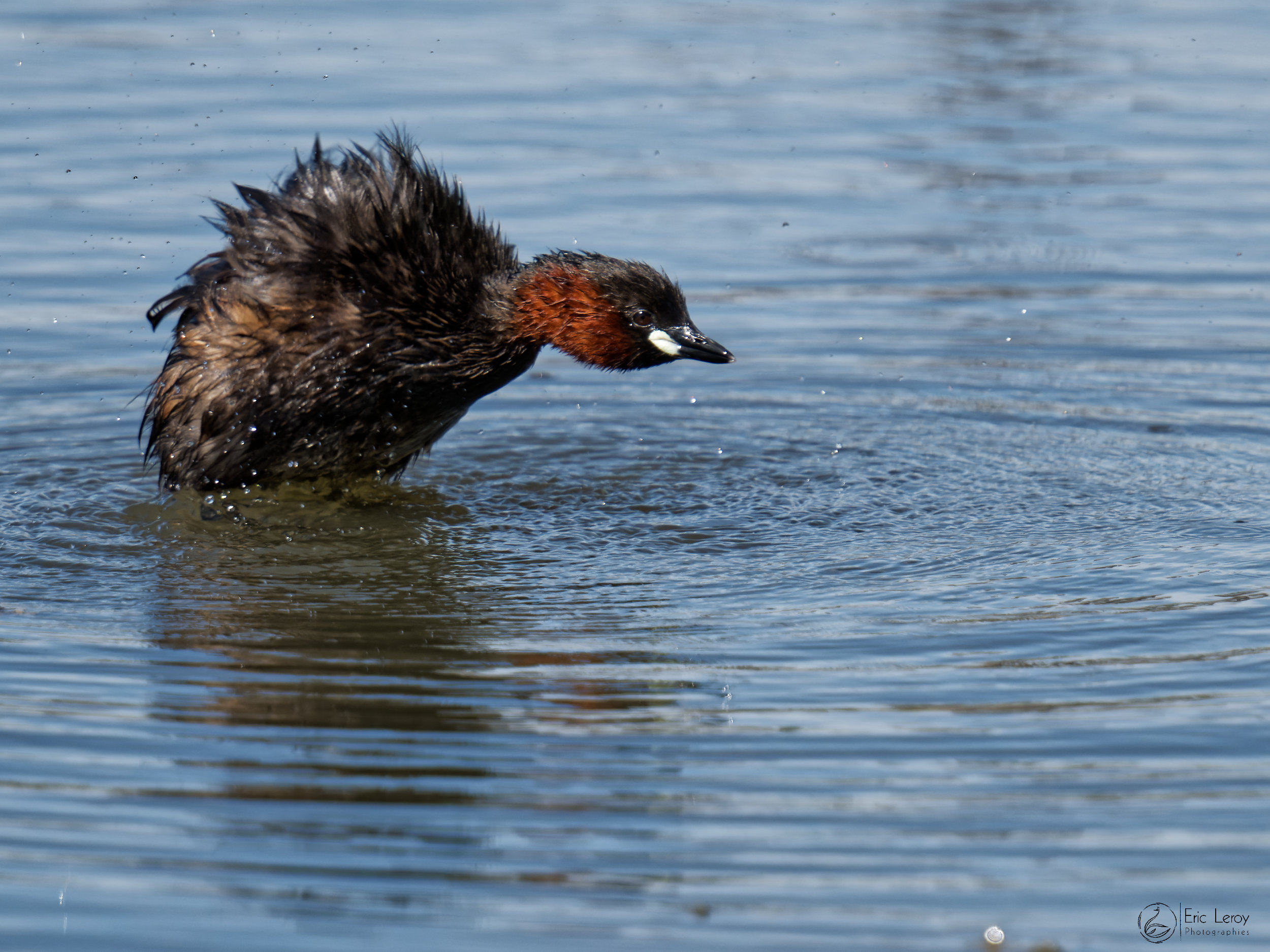 Grebe castagneux