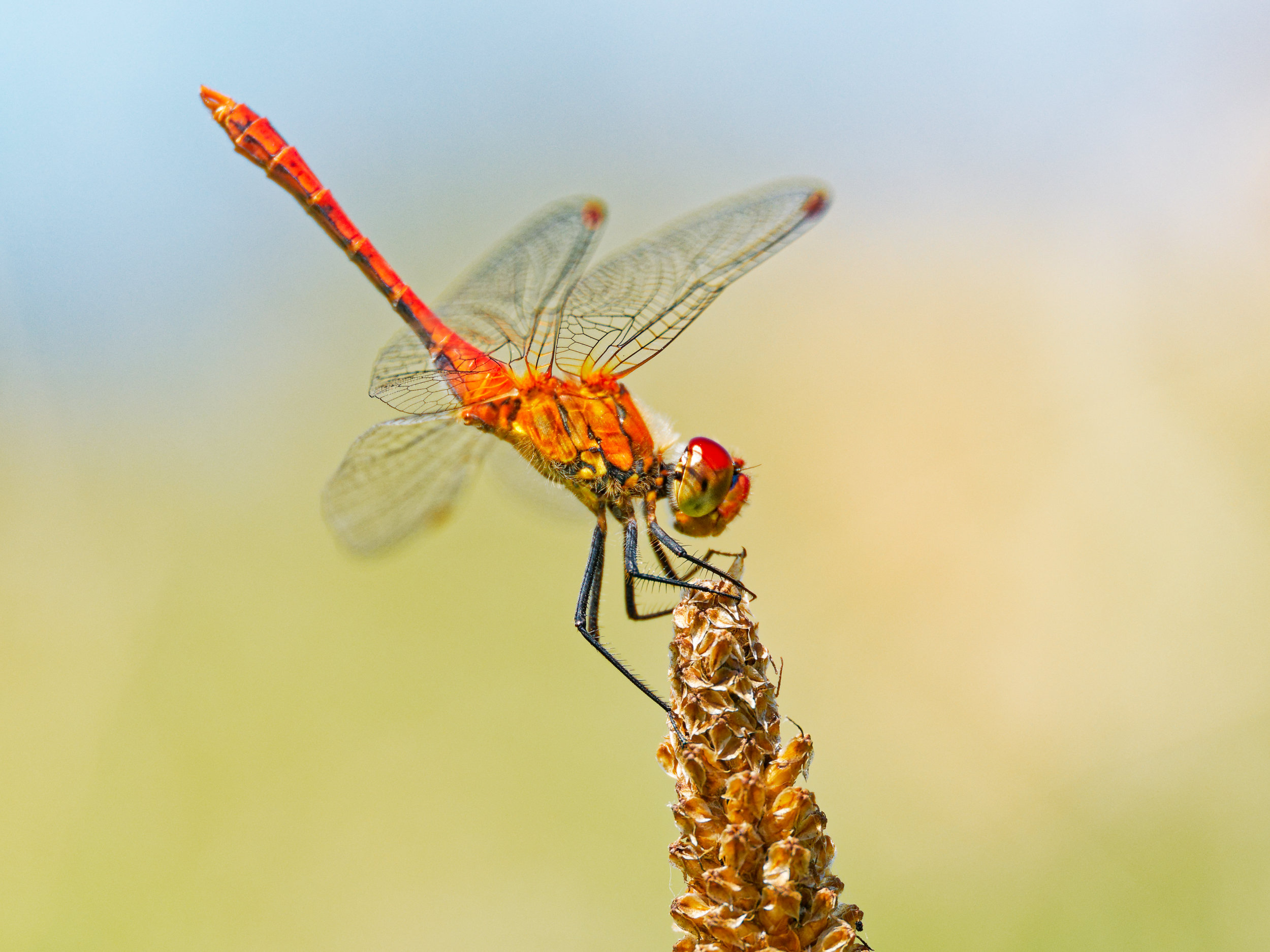 P8030199placement du sujet