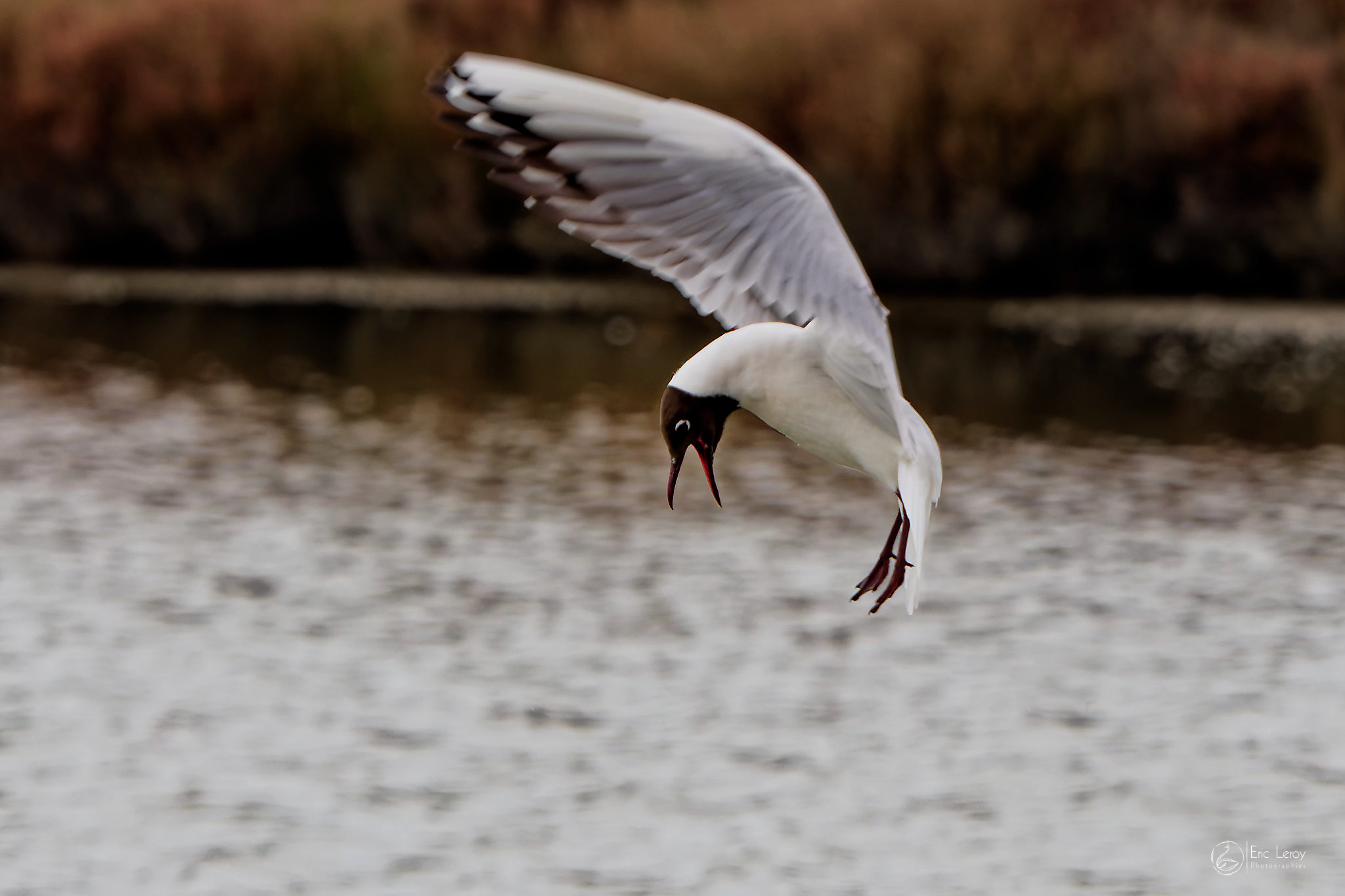 P2200931expo laragne 2