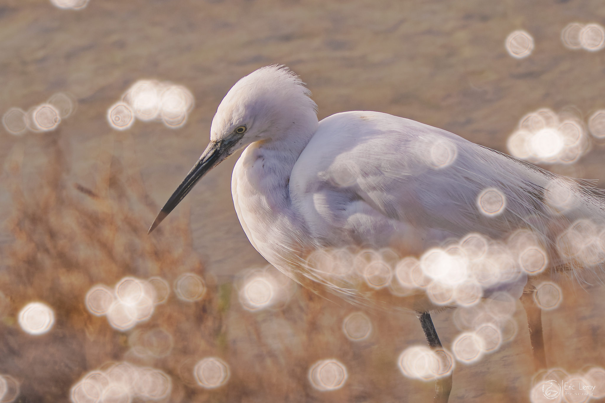 P2190567expo laragne 2