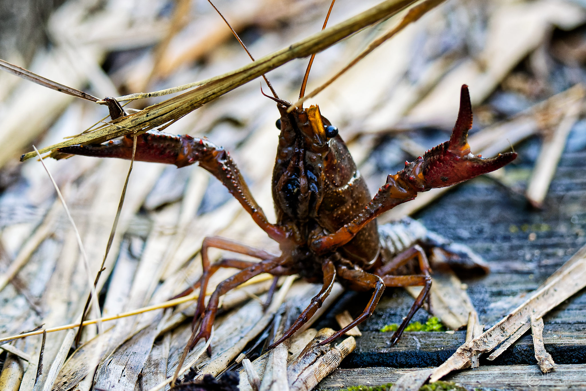 P2180198expo laragne 2