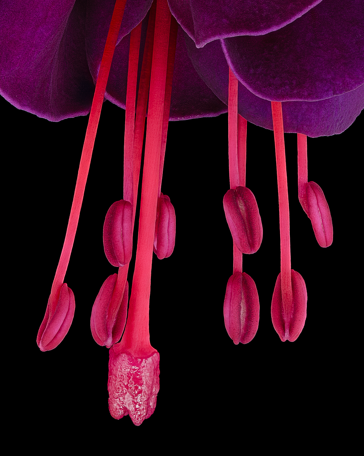Michel-Stoffel-Fuchsia-Voodoo-de-tail P