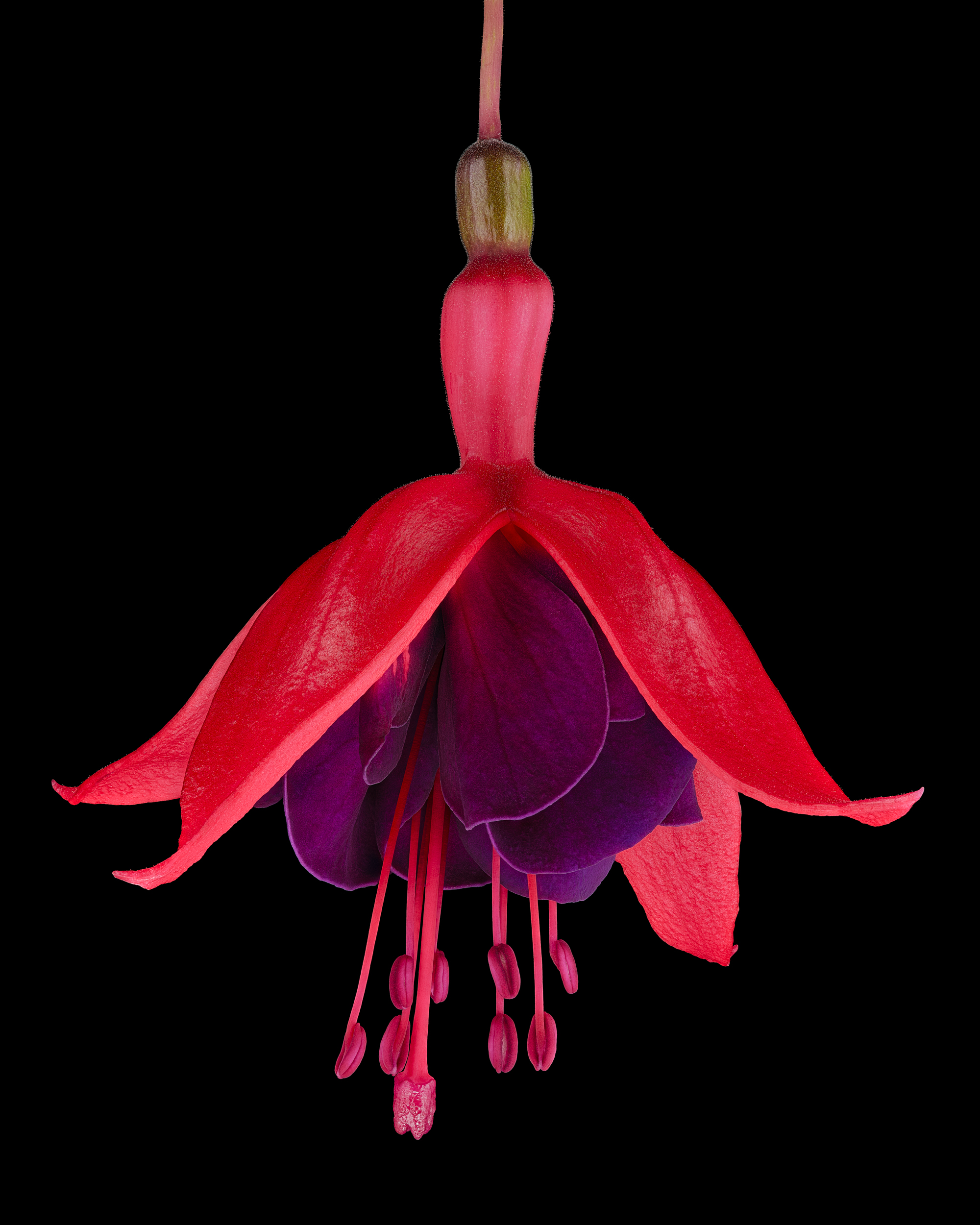 Michel-Stoffel-Fuchsia-Voodoo-ChromaLuxe-100x80cm P