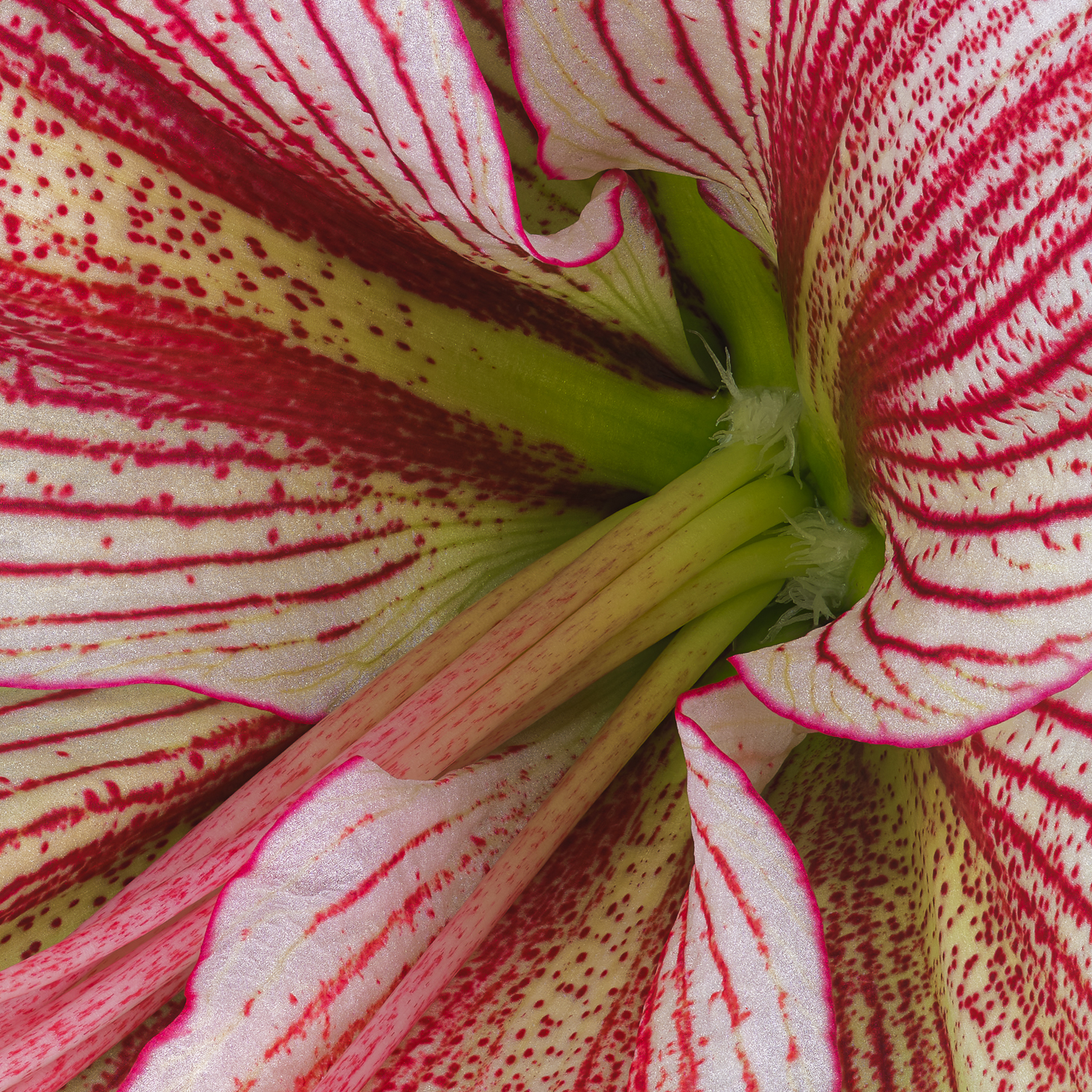 Michel-Stoffel-Amaryllis-Exotic-Star-de-tail P
