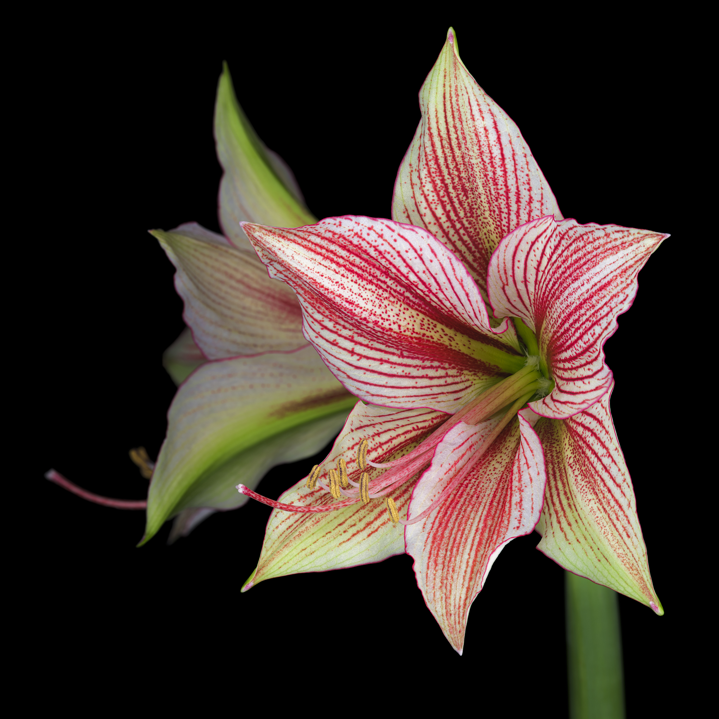 Michel-Stoffel-Amaryllis-Exotic-Star-ChromaLuxe-100x100cm P