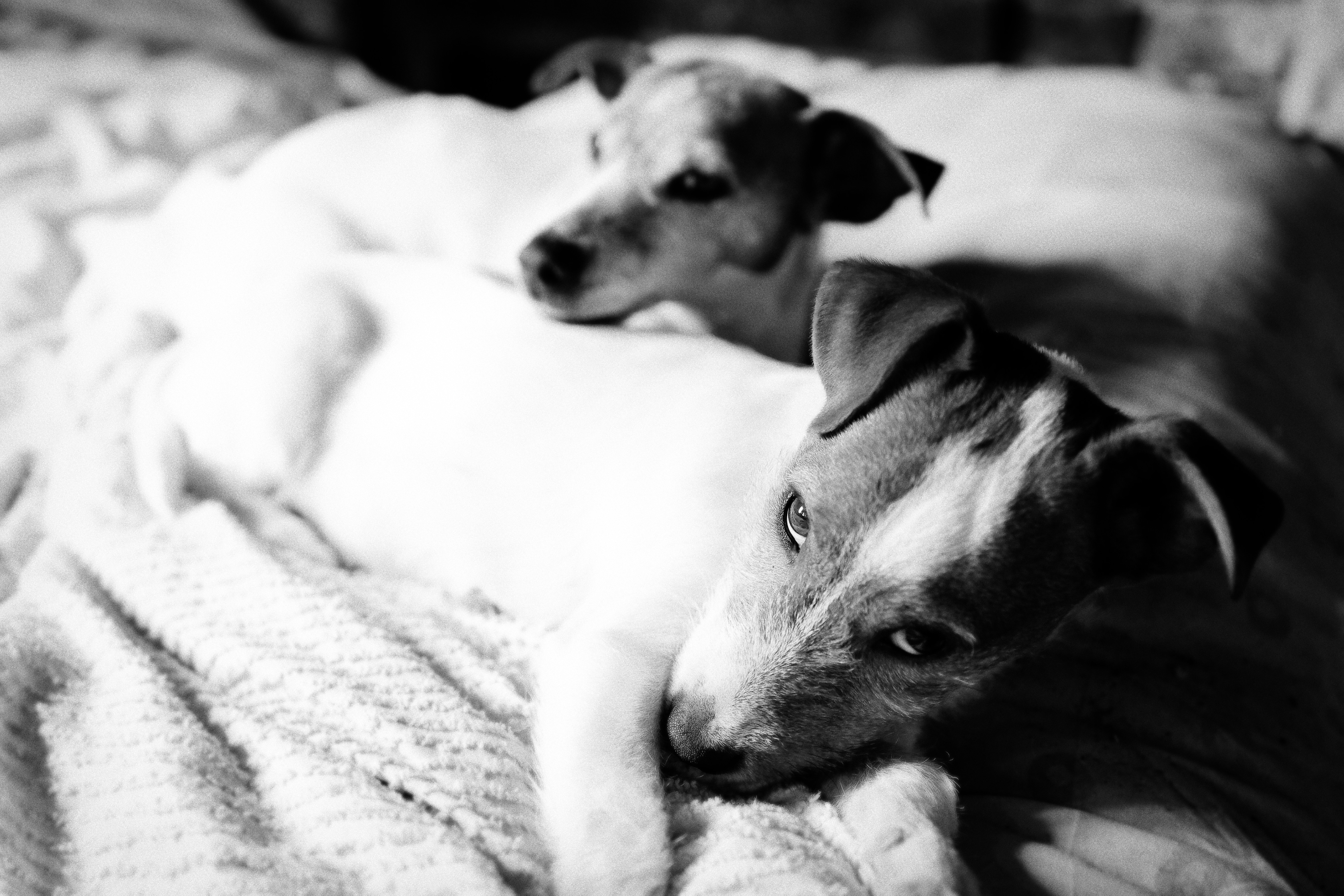 Chiens studiophoto89