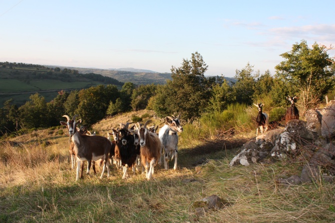 Quelques chèvres du troupeau de Super Chamois à Molompize