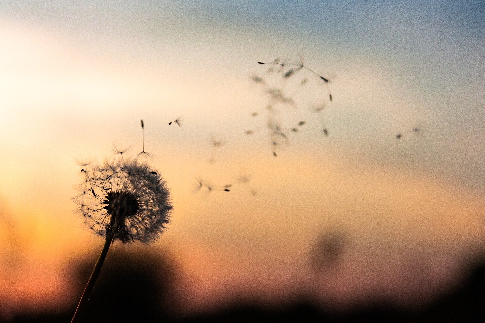 StockSnap dandelion-2561575 1920