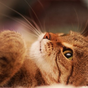 Chat1