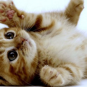 Chat3