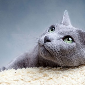 Chat4
