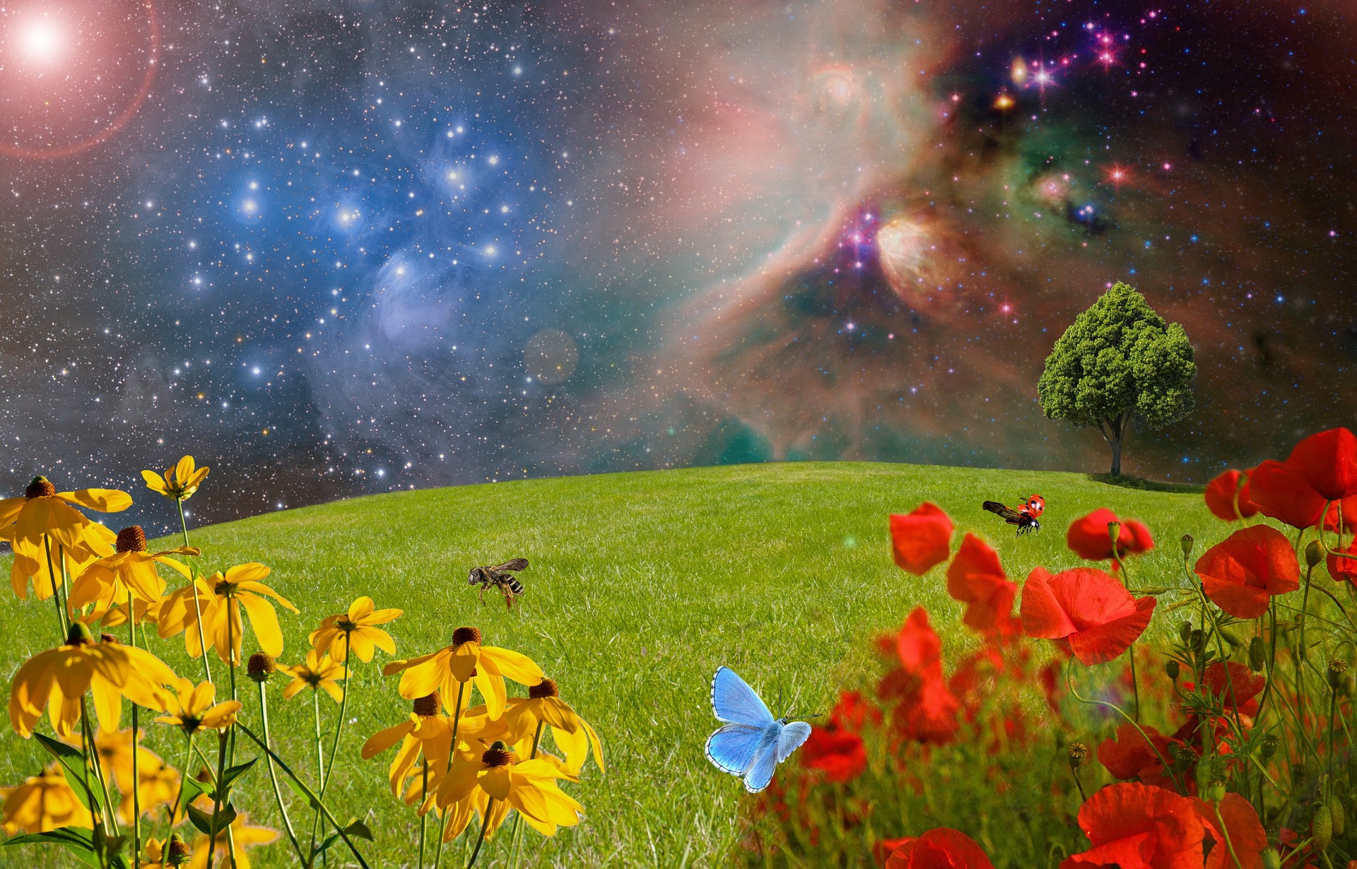 Meadow-2401911 1920