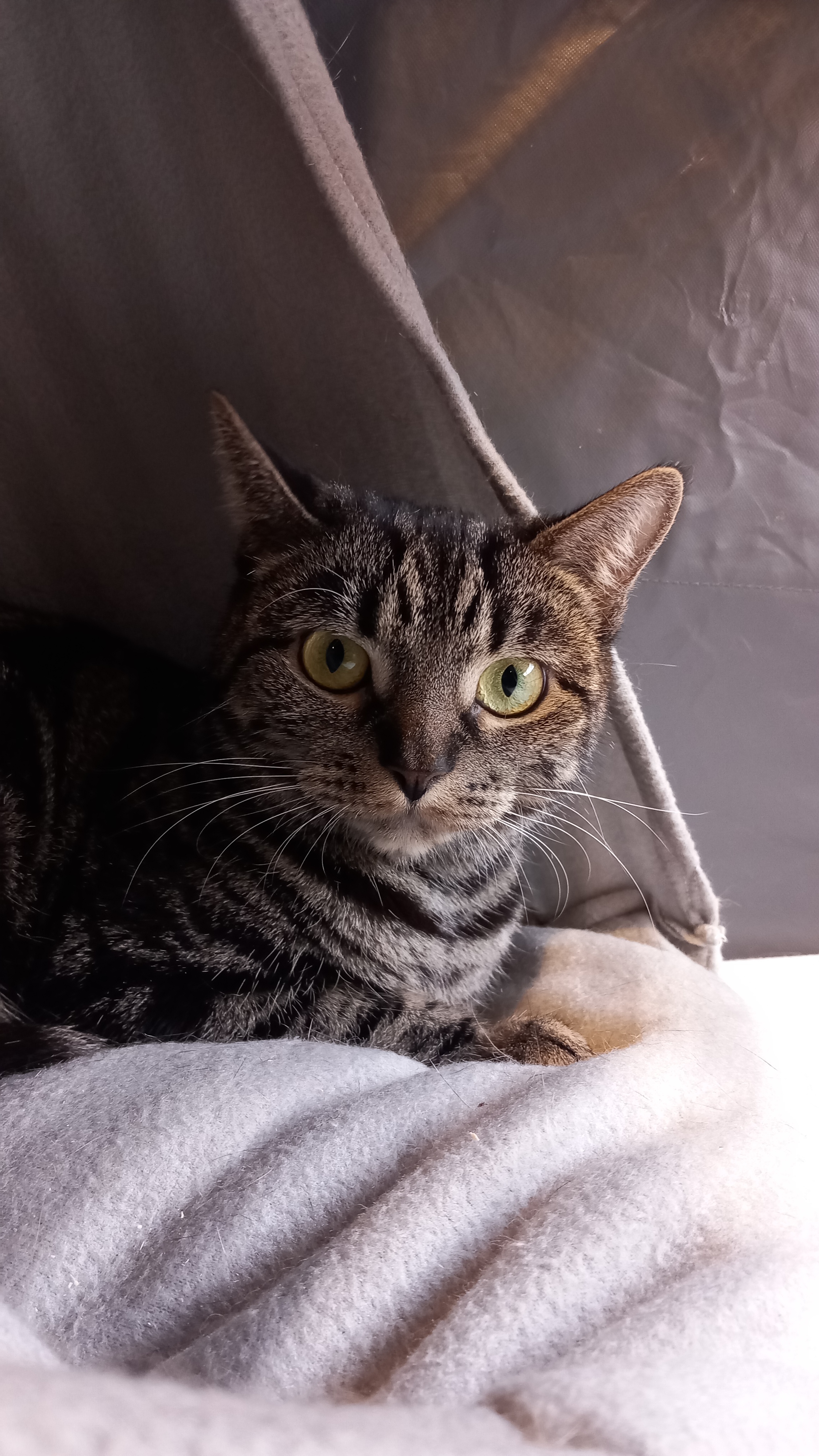 Tamaris Khan d'Ellan Vannin, Manx longy brown blotched tabby