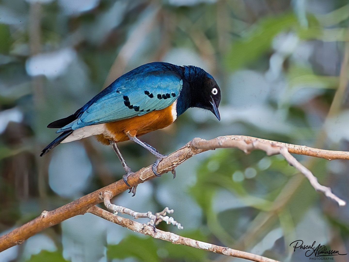Choucador lac manyara tanzanie grande 