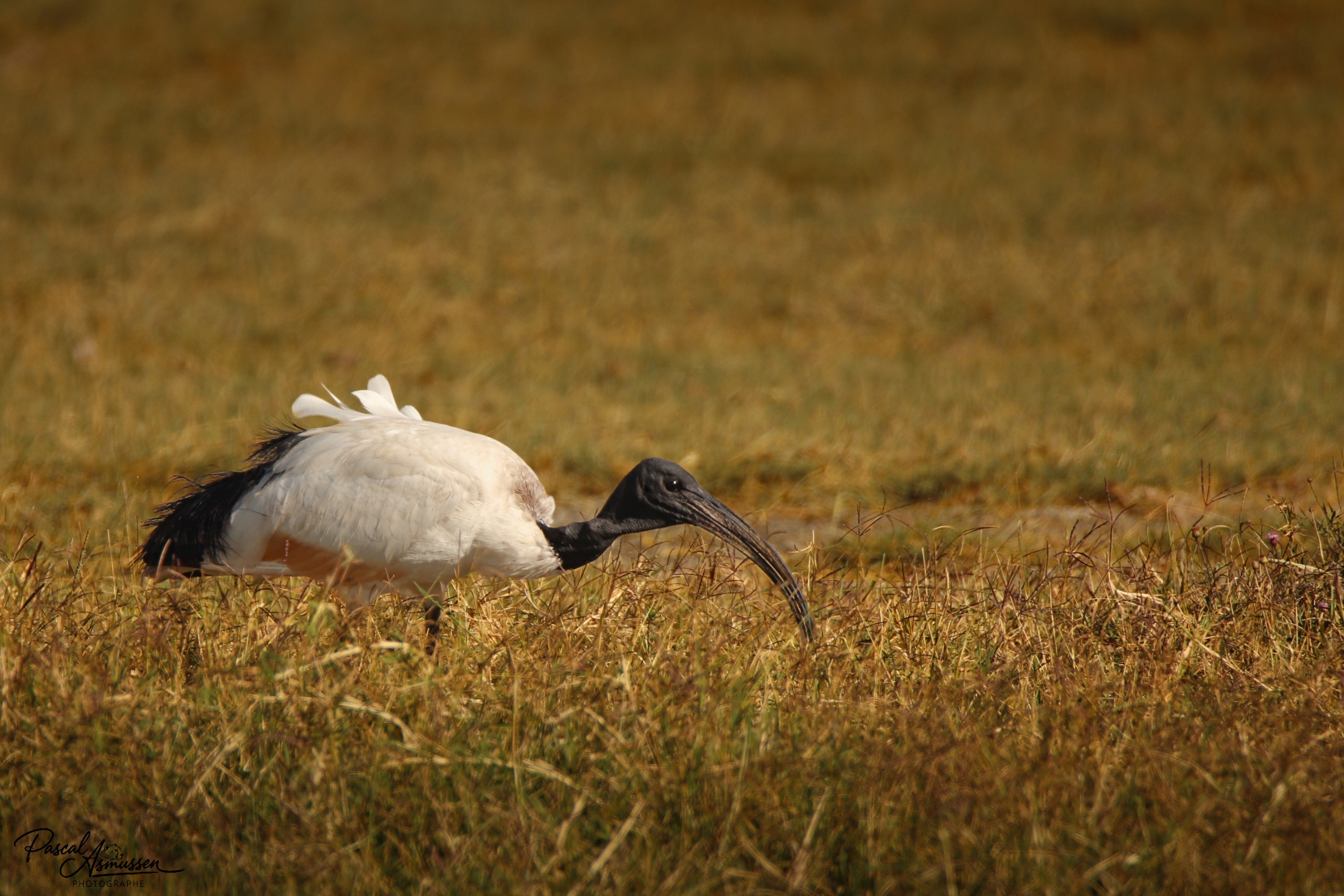 Ibis sacre serengeti tanzanie grande 