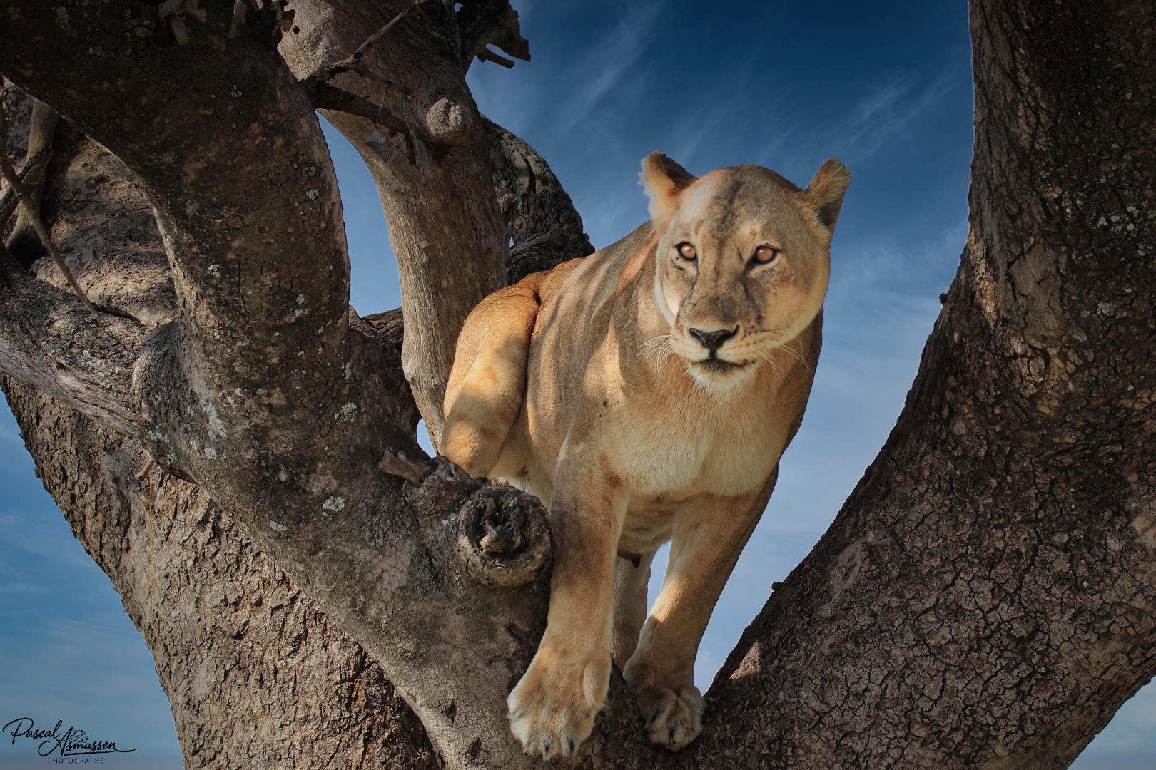 Lionne arbre 2 serengeti tanzanie grande 