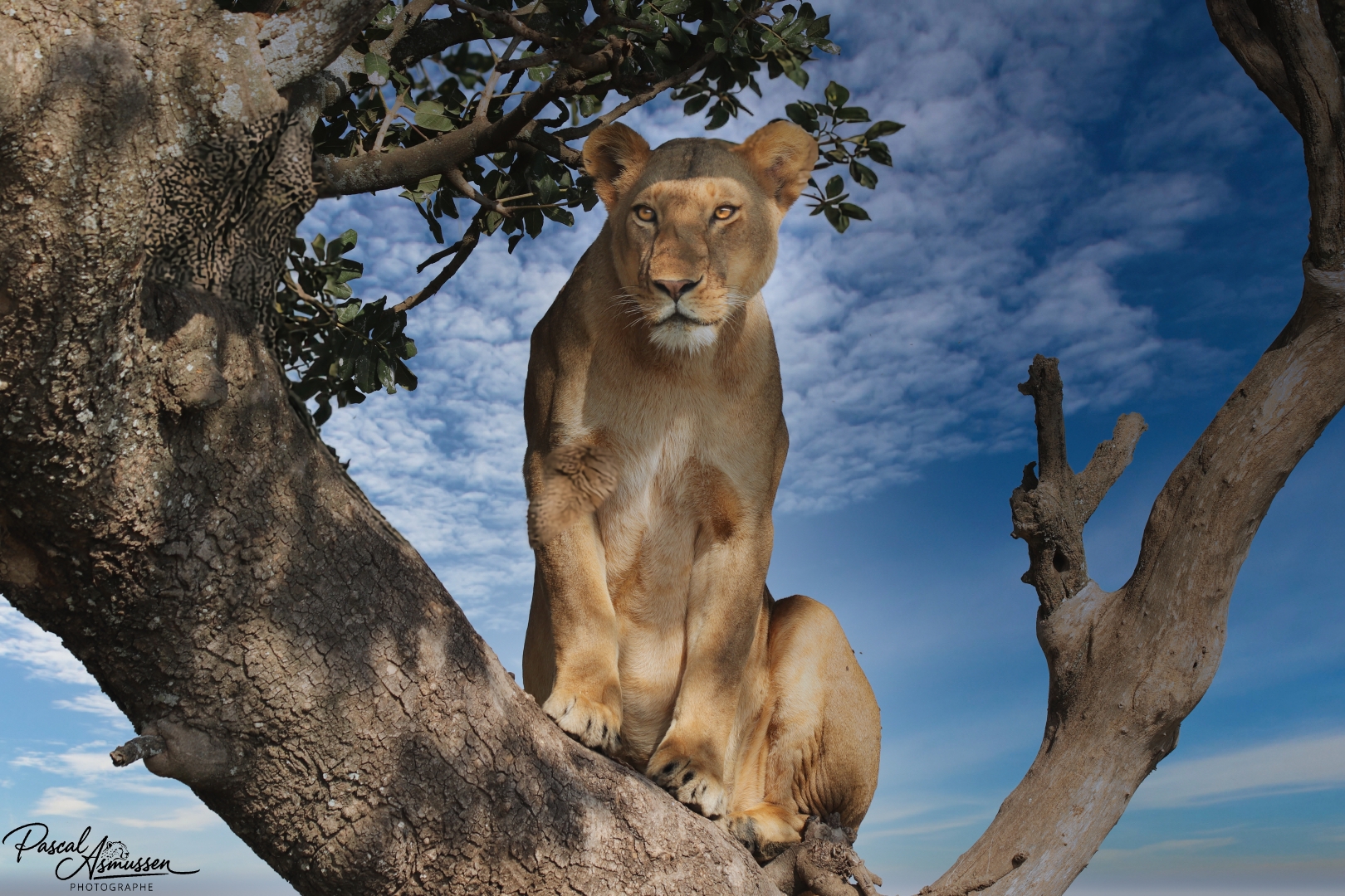 Lionne sur arbre serengeti tanzanie grande 