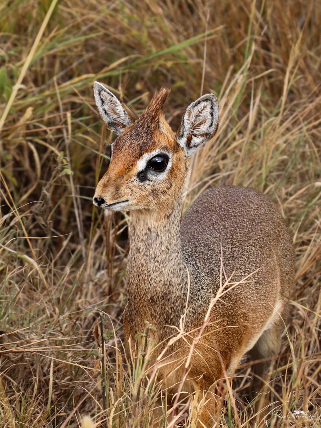 Antilope dik dik serengeti tanzanie grande 
