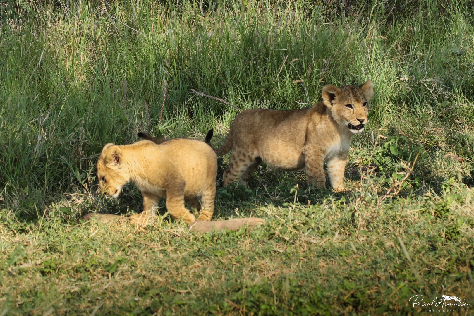 Lionceaux serengeti tanzanie grande 