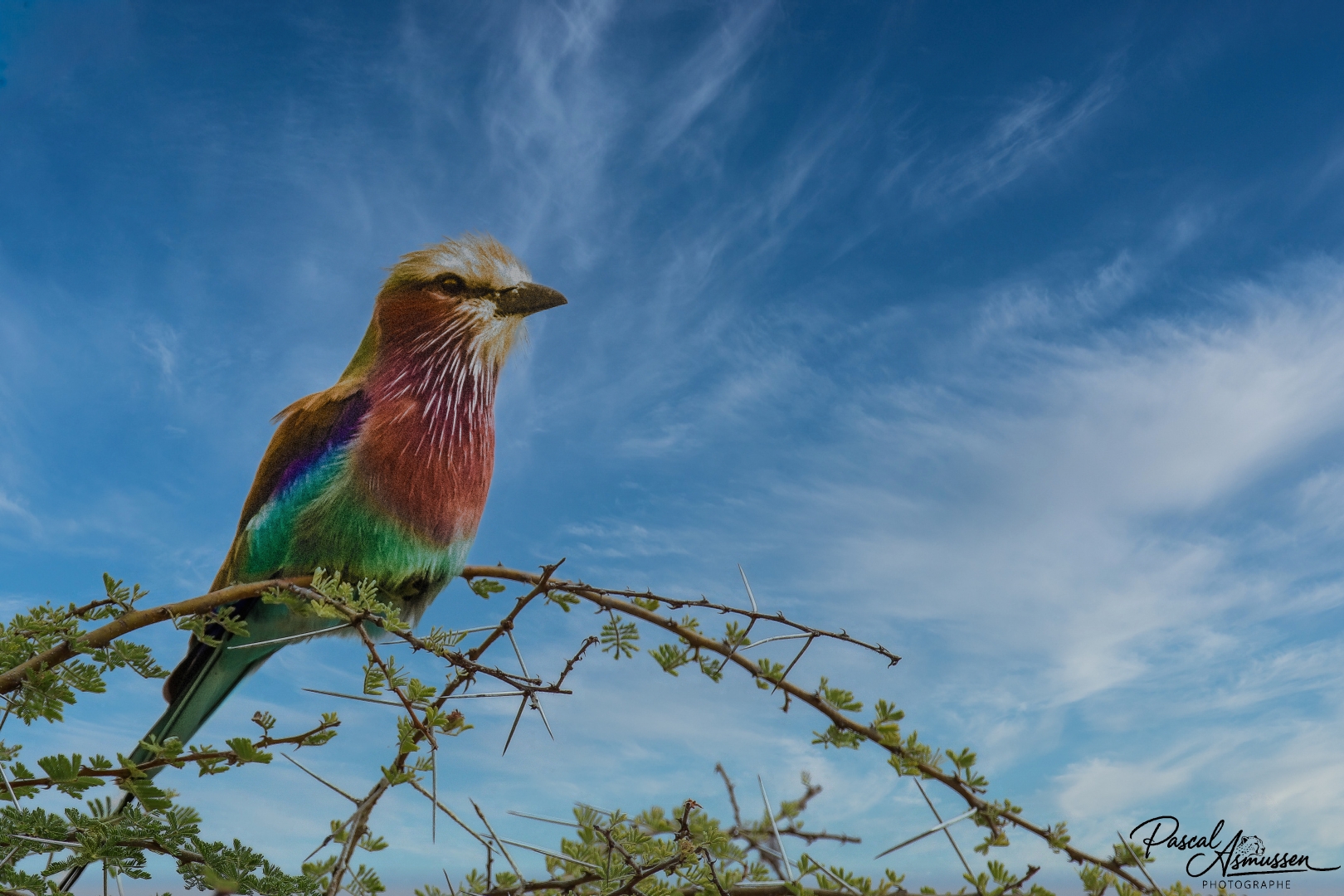Rollier a longs brins serengeti tanzanie grande 