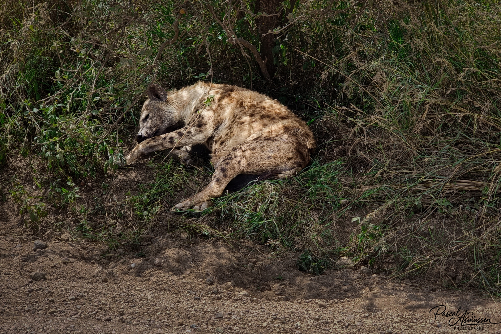 Hyene solitaire en pleine sieste serengeti tanzanie grande 