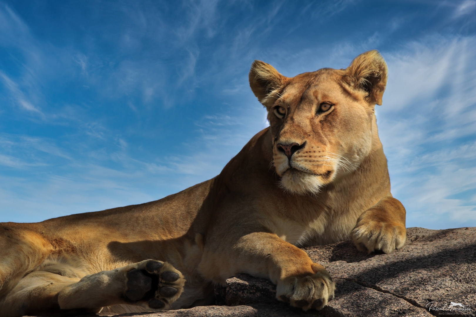 Lionne sur kopjes serengeti tanzanie grande 