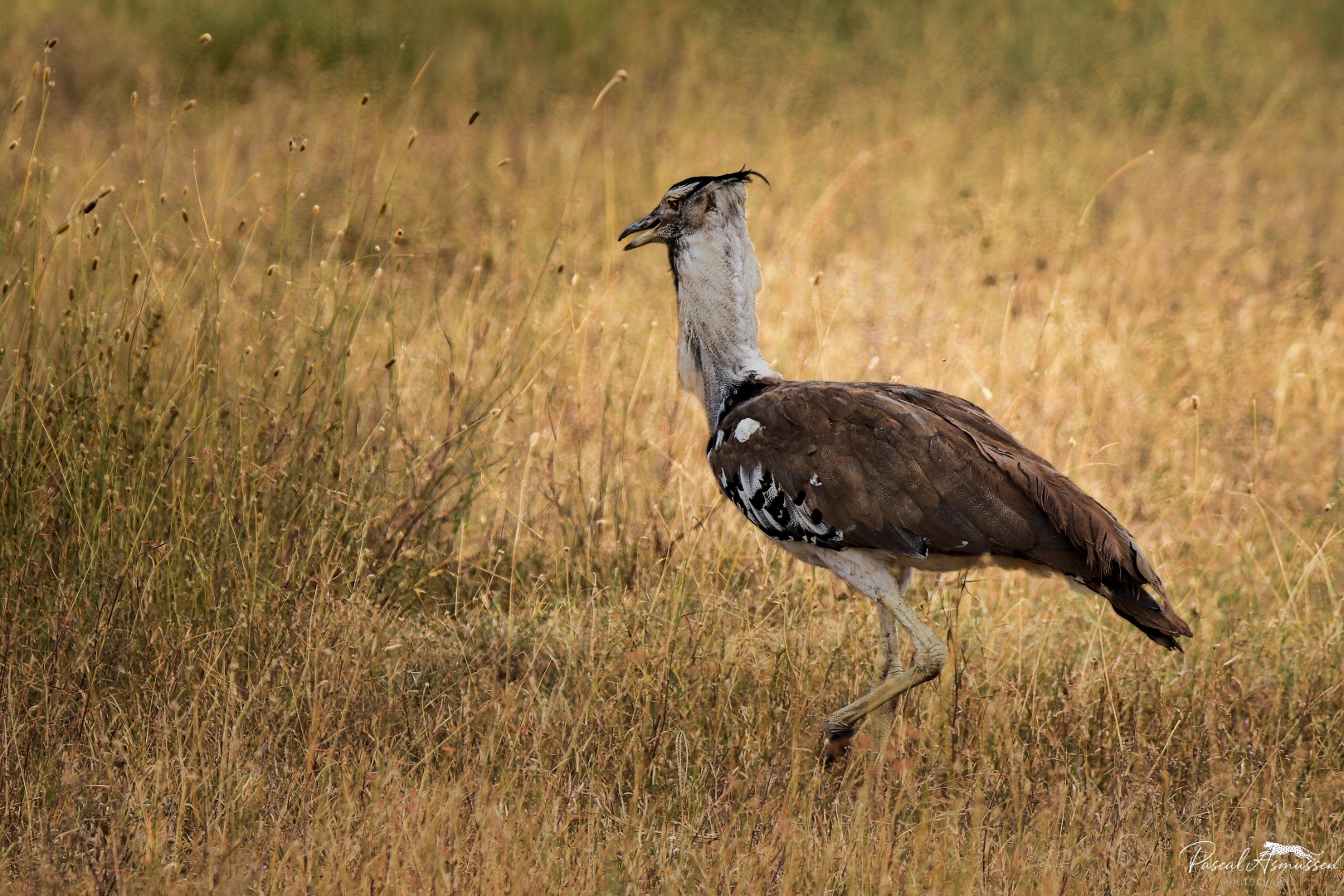 Outarde kori serengeti tanzanie grande 