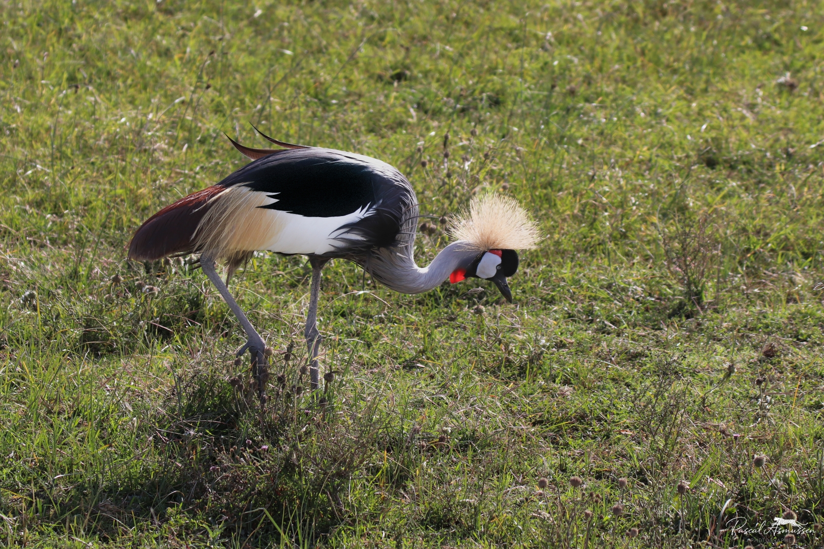 Grue royale serengeti tanzanie grande 