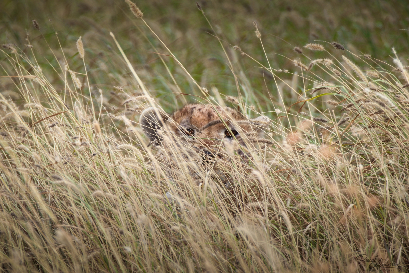Guepard couche dans les herbes serengeti tanzanie grande 