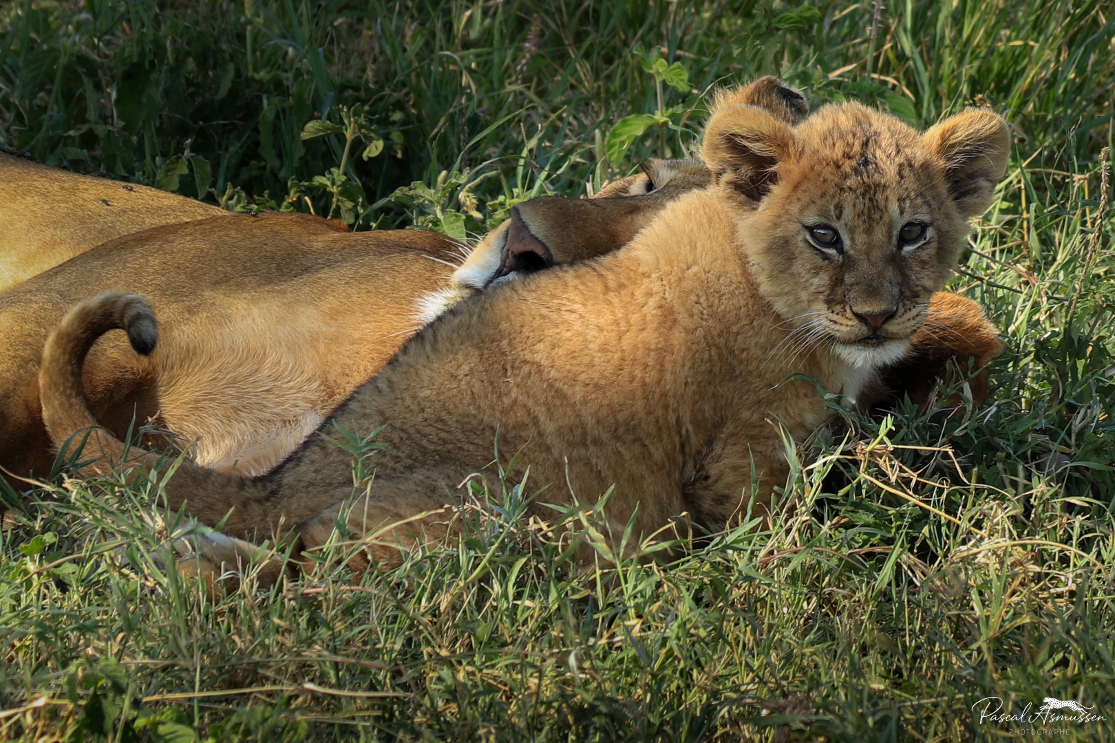 Lionceau 2 serengeti tanzanie grande 