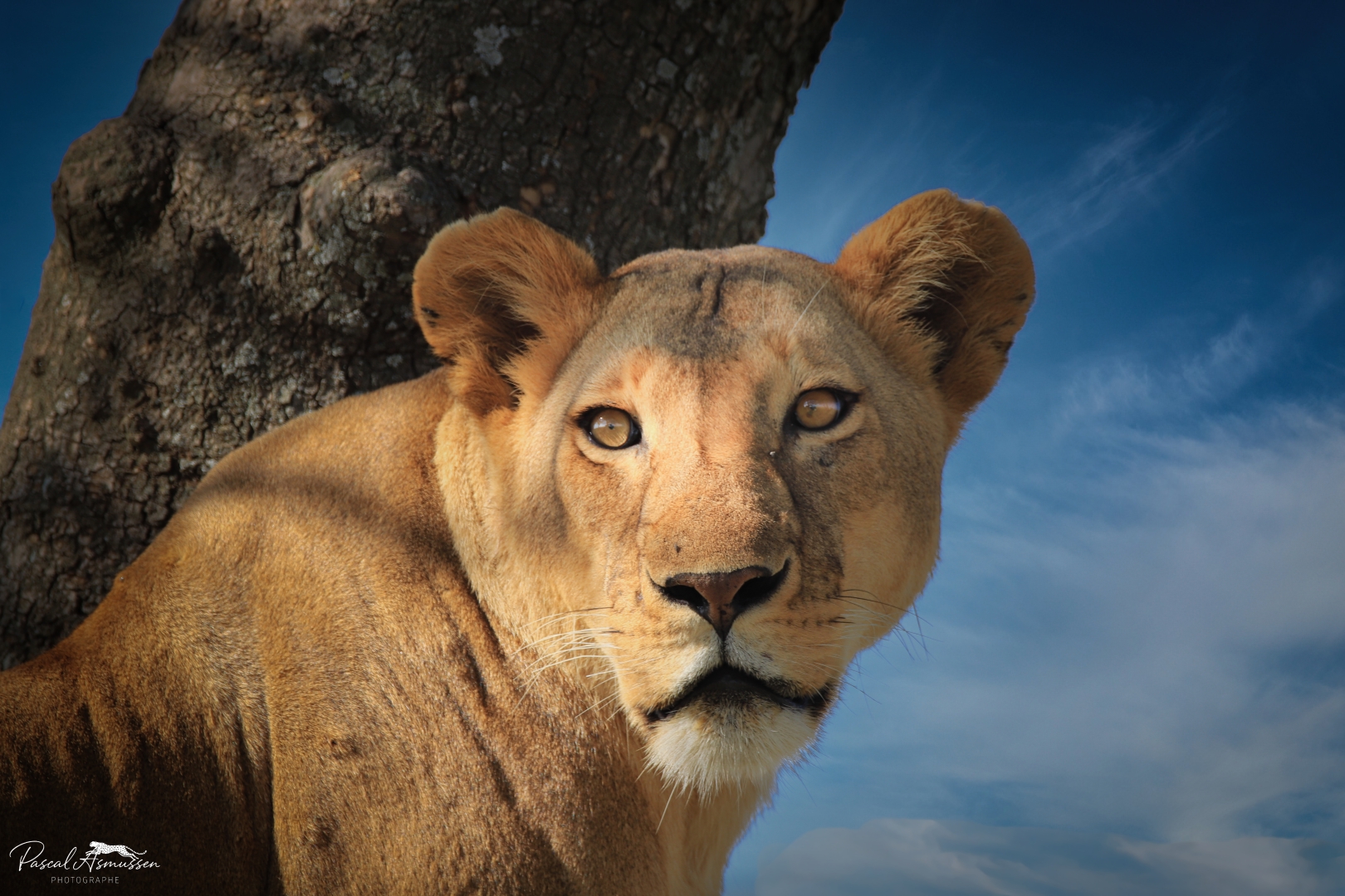 Lionne arbre 3 serengeti tanzanie grande 