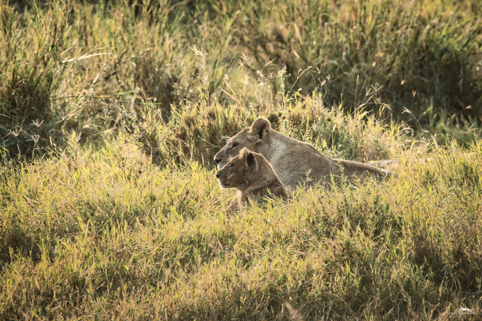 Deux lionnes serengeti tanzanie grande 