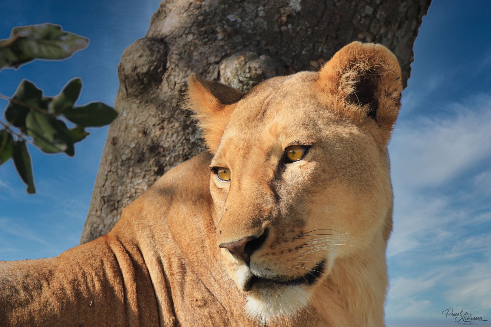 Lionne arbre serengeti tanzanie grande 