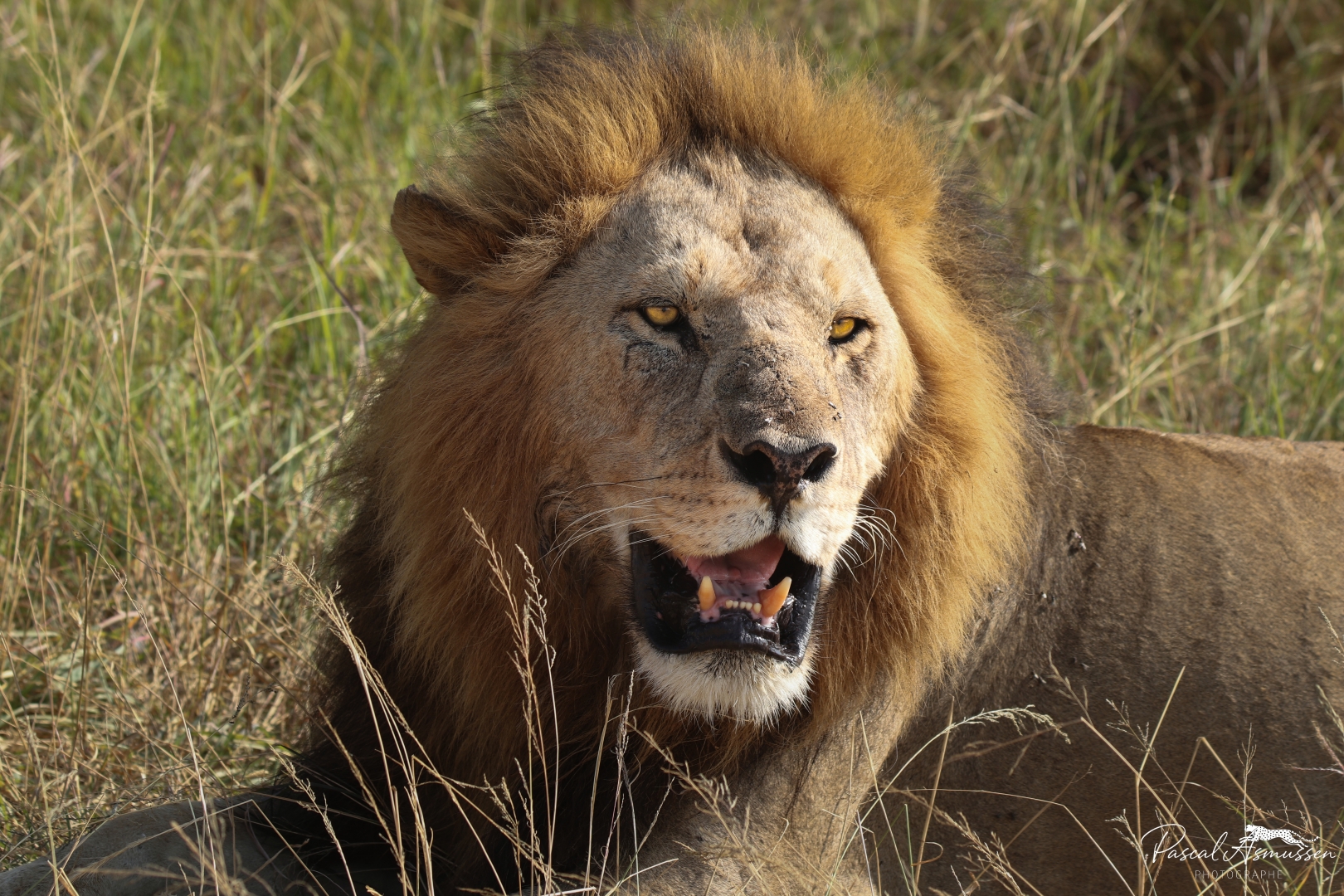 Lion serengeti tanzanie grande 