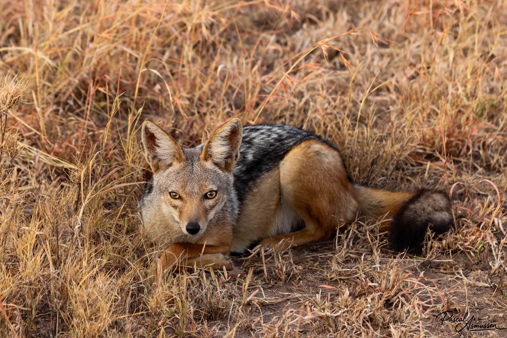 Chacal a dos noir serengeti tanzanie grande 