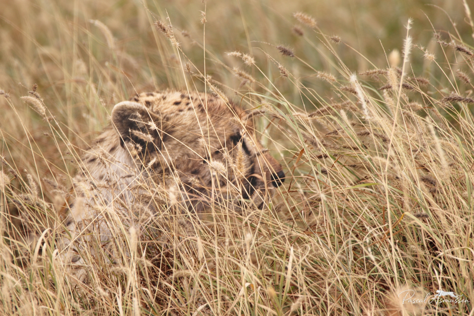 Guepard dans les herbes serengeti tanzanie grande 