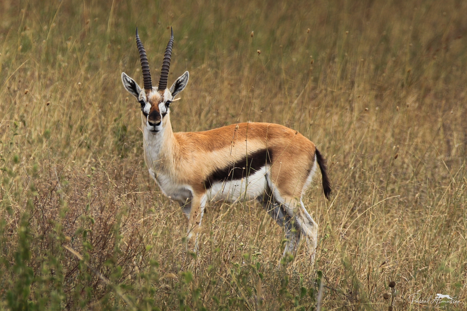 Gazelle de thomson serengeti tanzanie grande 