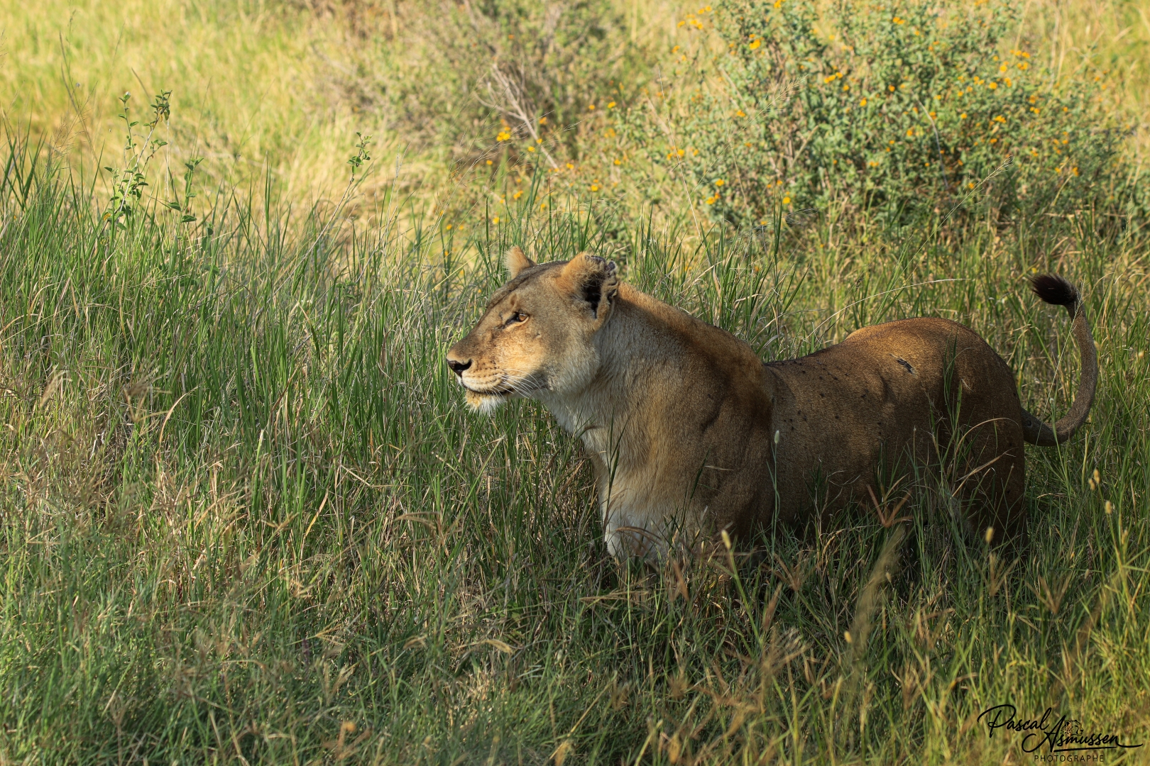 Lionne dans les hautes herbes serengeti tanzanie grande 