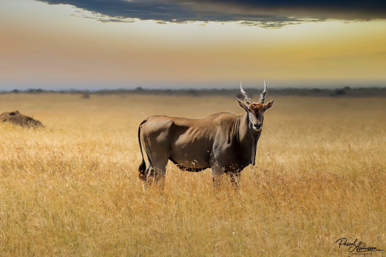 Koudou herbes hautes serengeti tanzanie grande 